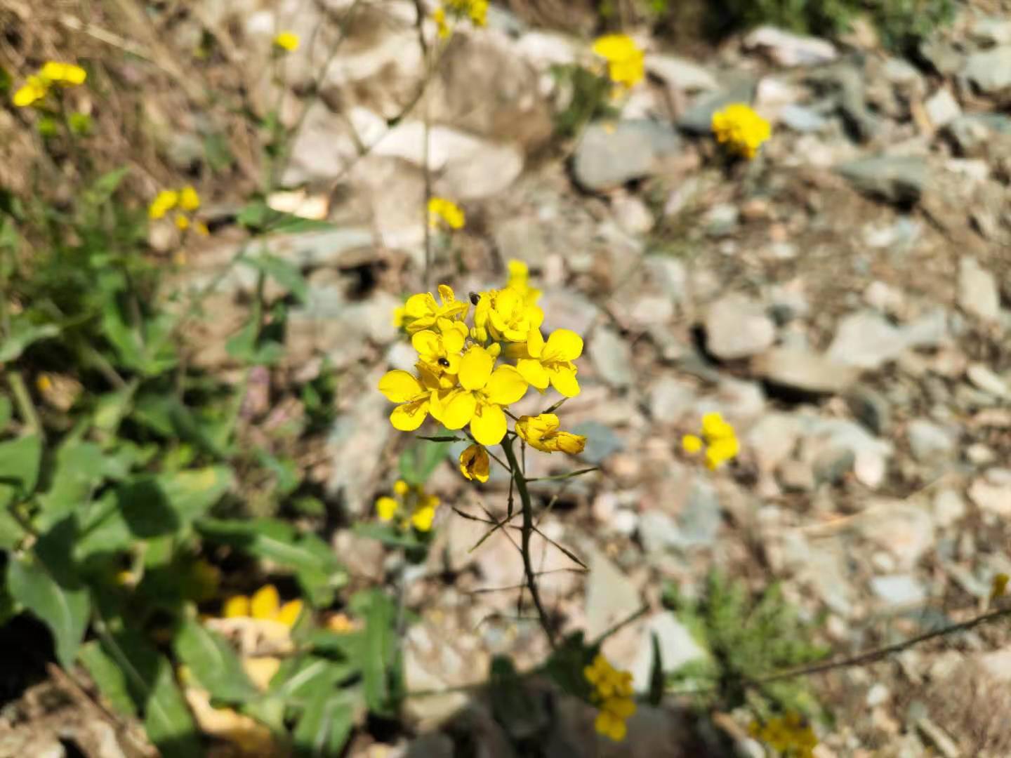 團建，春到老縣城。(圖16)