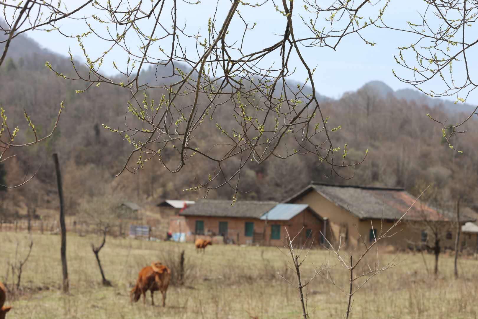 團建，春到老縣城。(圖13)